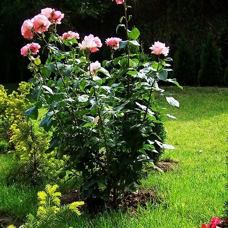 Elizabeth Dy Boutique